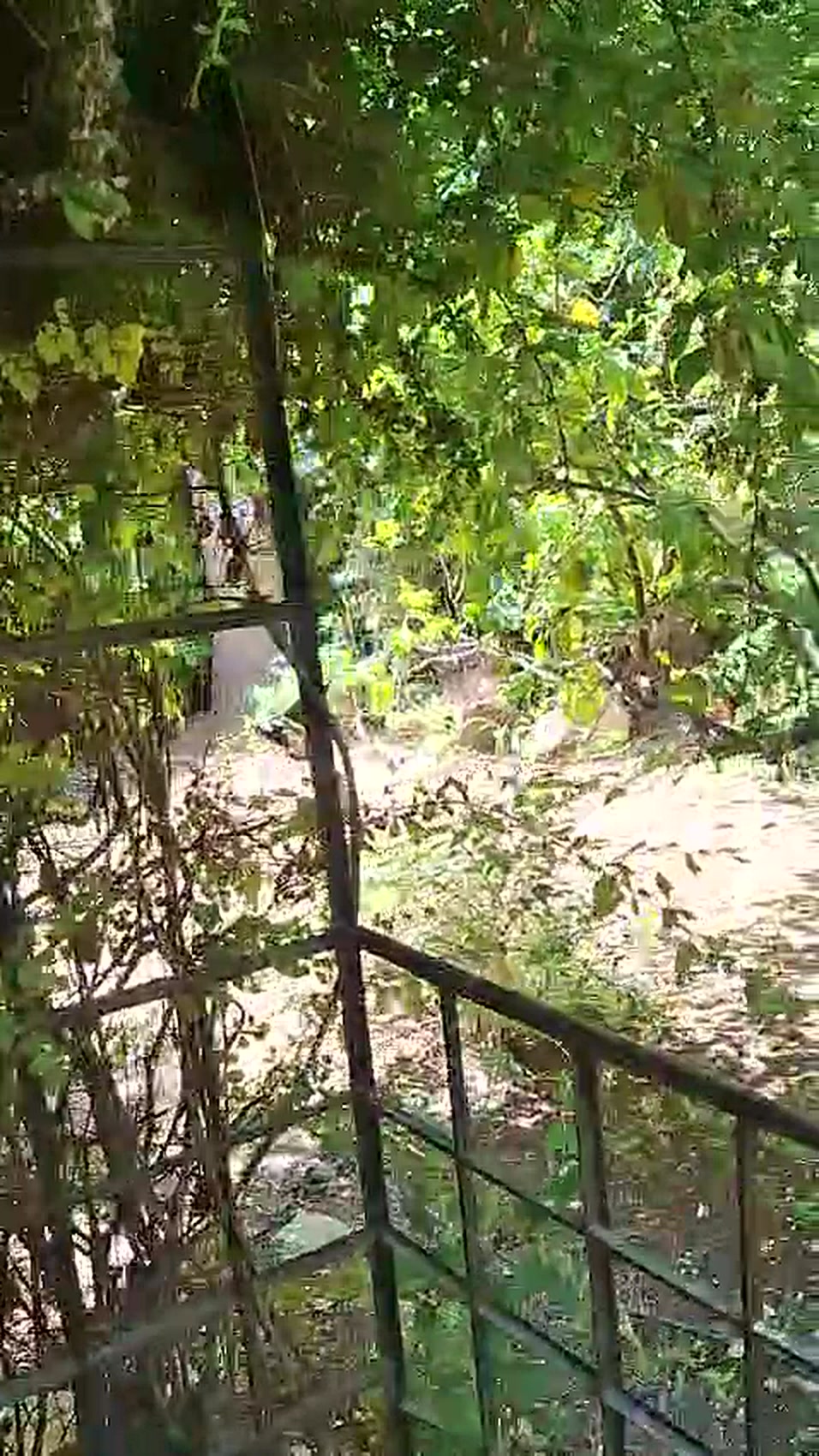 Lush mature garden at the Ibn Ezra Street apartment in Rechavia, Jerusalem